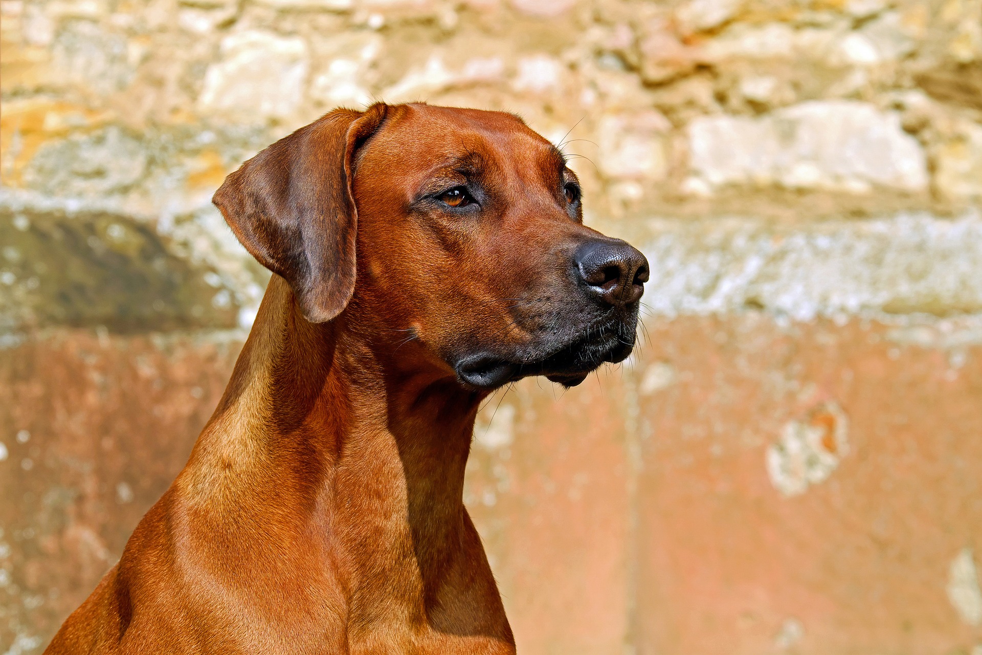 Velký TEST granulí pro psy a srovnání nejprodávanějších v Čr a vítězných v Německu