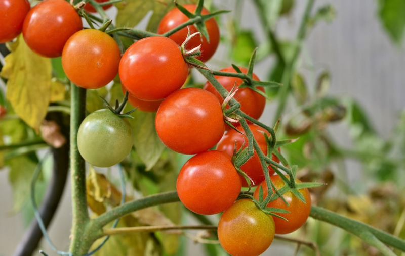Přírodní hnojivo pro rychlý růst rajčat bez chemie