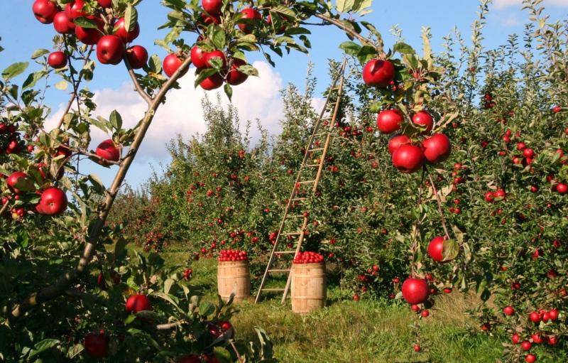 Jak zbavit ovoce škodlivých pesticidů