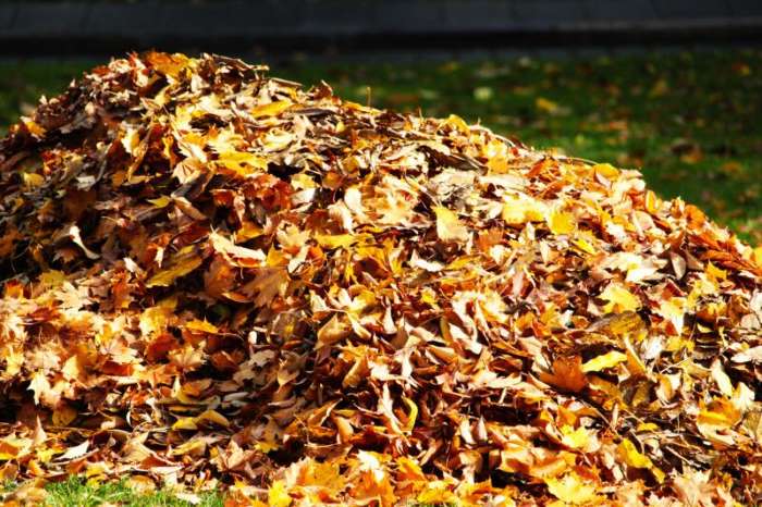 Pomůžeme Vám vybrat vhodného pomocníka na úklid podzimního listí. Vysavače a fukary listí.