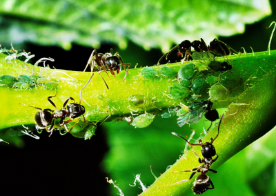 Jak na mravence ve skleníku a v zahradě