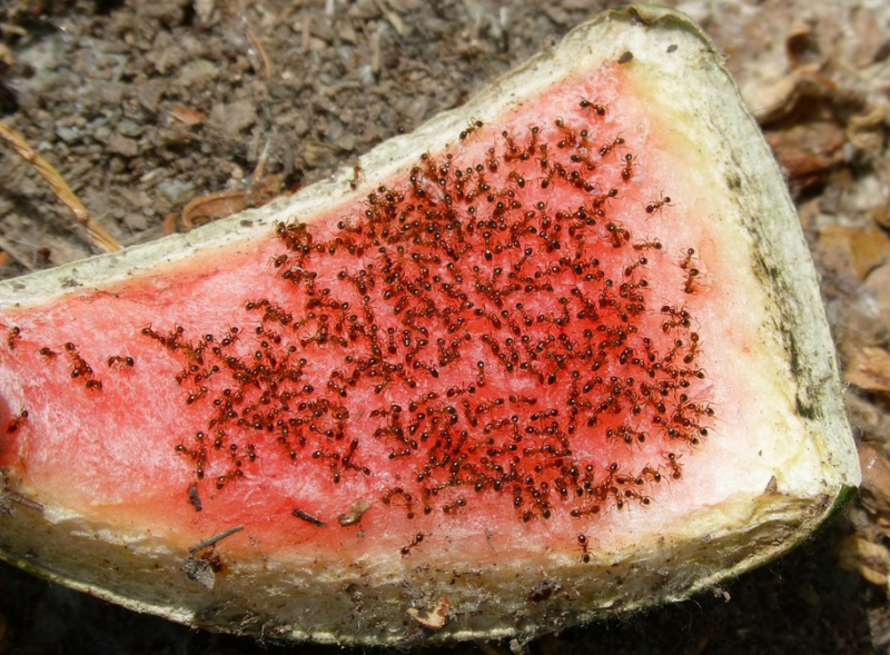Jak se konečně zbavit mravenců u vás doma