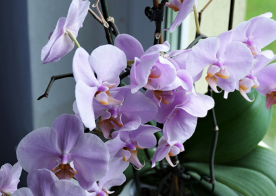 Víme, jak pečovat o orchidej, aby dlouho kvetla. Zkuste naše rady a užijte si záplavy květů