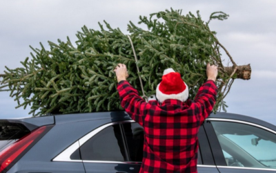 Jak dopravit domů živý stromek bez pokut a postarat se o něj, aby byl na Štědrý den krásný