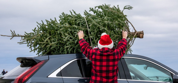 Jak dopravit domů živý stromek bez pokut a postarat se o něj, aby byl na Štědrý den krásný
