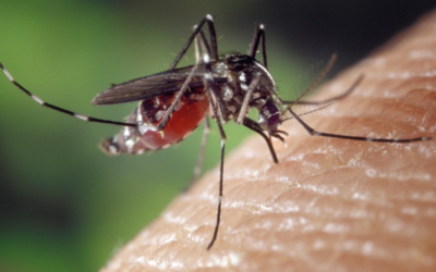 Tipy, jak se zbavit komárů. Jde to i bez chemie