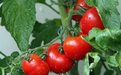 Bohatou úrodu rajčat si zajistíte správným zaštipováním